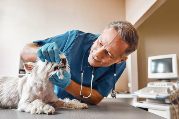 Best Emergency Tooth Extraction in Oak Hills Pce, LA
